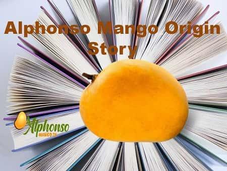 Alphonso Mango The Origin Story - AlphonsoMango.in
