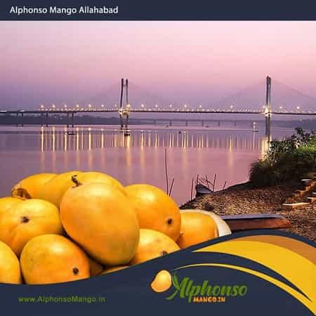 Alphonso Mango Prayagraj (Allahabad) - AlphonsoMango.in