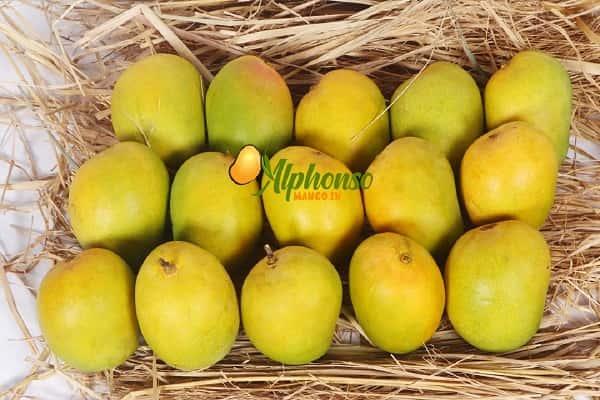Alphonso Mango Price In India - AlphonsoMango.in