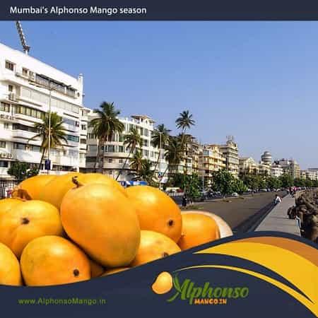 Alphonso Mango Season in Mumbai - AlphonsoMango.in