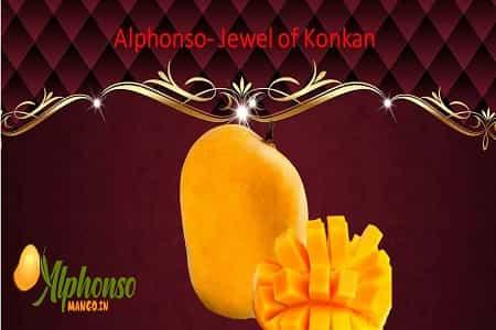 Alphonso: The Jewel of Konkan - AlphonsoMango.in