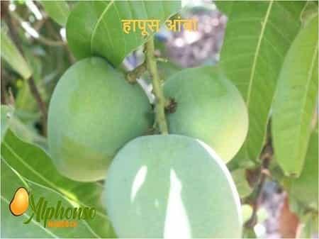 हापूस आंबा - फळांचा राजा - AlphonsoMango.in