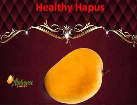Amazing Healthy Hapus a tasty fruit - AlphonsoMango.in