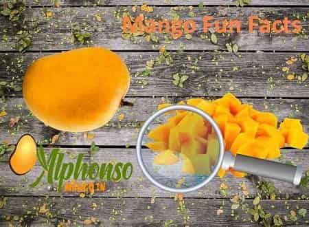 Amazing tasty Unknown Mango Facts - AlphonsoMango.in