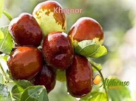 Arabian Delicacy fruit Khajoor(Khajur) - AlphonsoMango.in