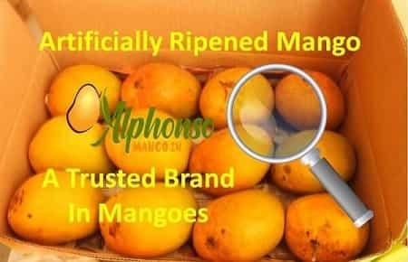 Artificially Ripening of Mango - AlphonsoMango.in