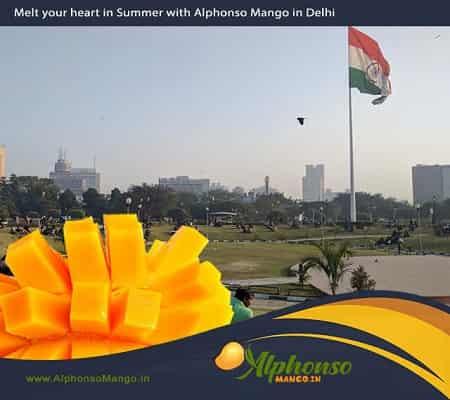Best Alphonso Mango in Delhi 