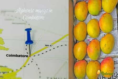 Authentic Alphonso Mango Online in Coimbatore: Order Now - AlphonsoMango.in
