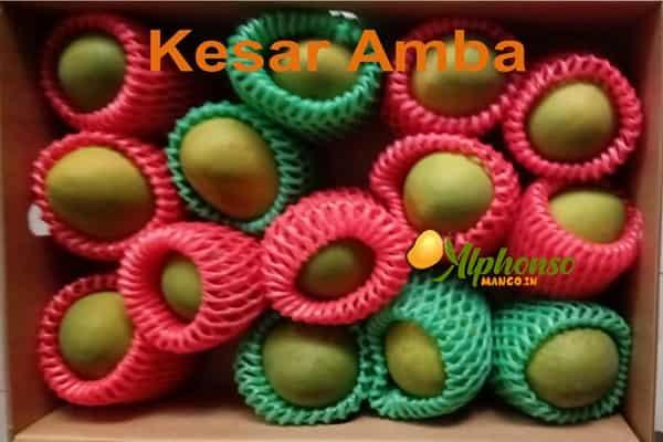 Authentic Kesar Amba Online: Taste the Difference - AlphonsoMango.in