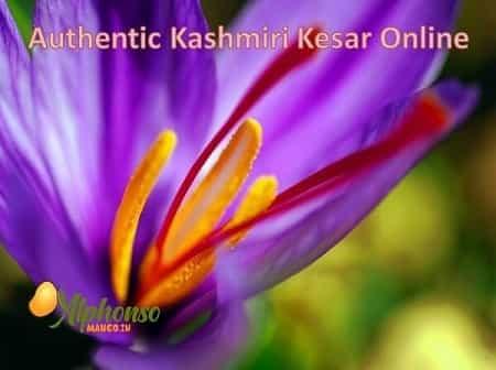 Authentic Kesar Online - AlphonsoMango.in