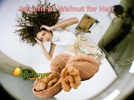 Benefit of Walnut for Hair - AlphonsoMango.in