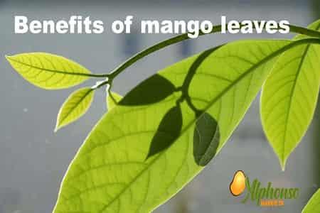 Benefits of Mango Leaves - AlphonsoMango.in