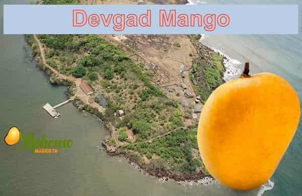 Devgad Mango