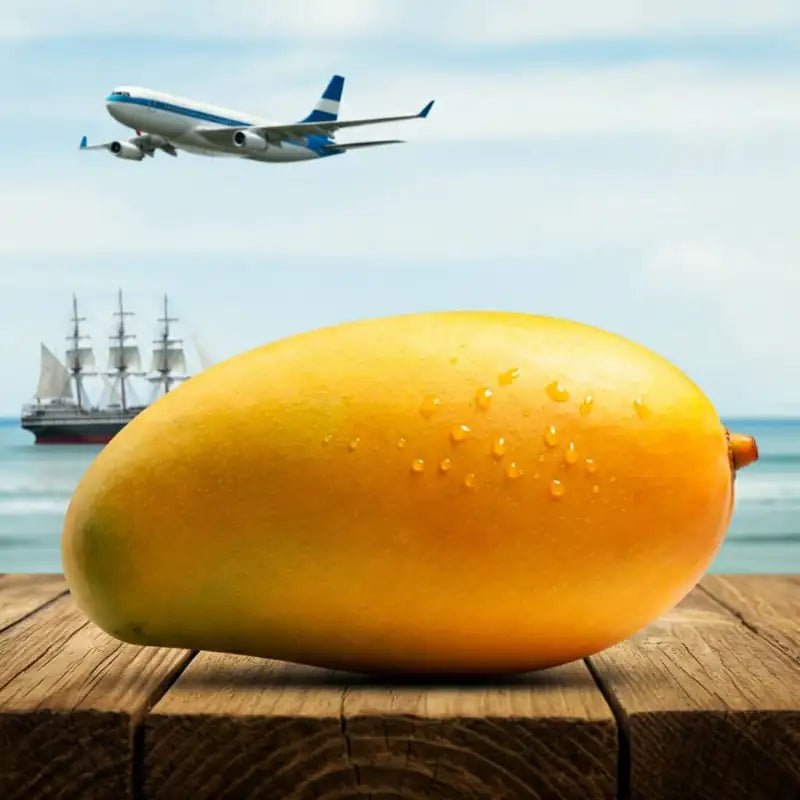 Best Fresh Mango Exporters in India 🥭 - AlphonsoMango.in