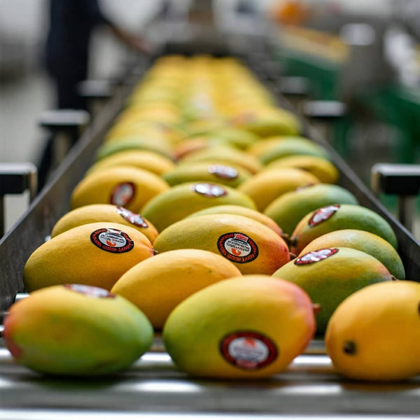 Best Indian Mangoes for Export 2026 | Wholesale Price Mumbai ...