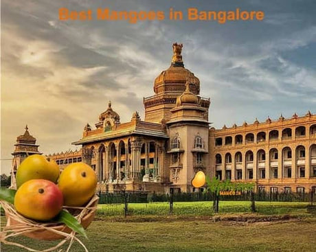 Best Mangoes in Bangalore | Fresh Mango Varieties Delivered - AlphonsoMango.in