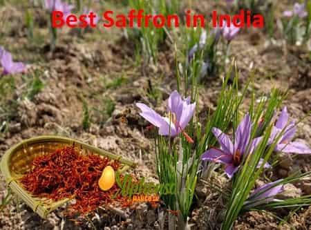 Best Saffron in India - AlphonsoMango.in