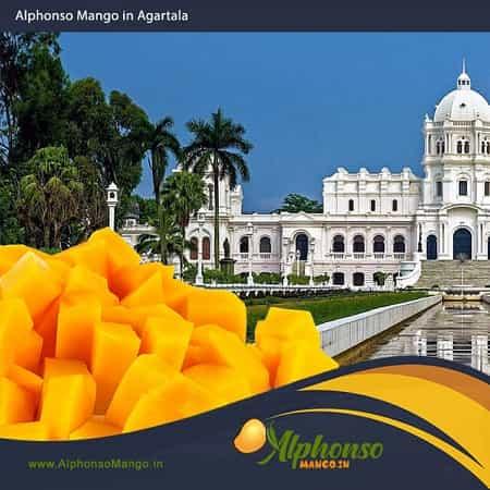 Buy Alphonso Mango in Agartala - AlphonsoMango.in