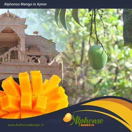 Buy Alphonso Mango in Ajmer - AlphonsoMango.in
