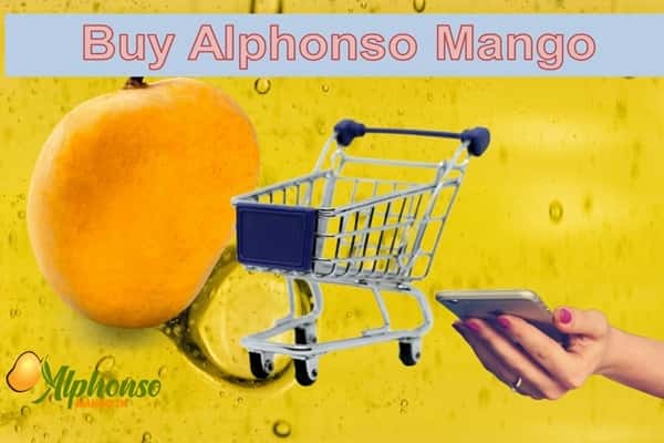 Buy Alphonso Mango