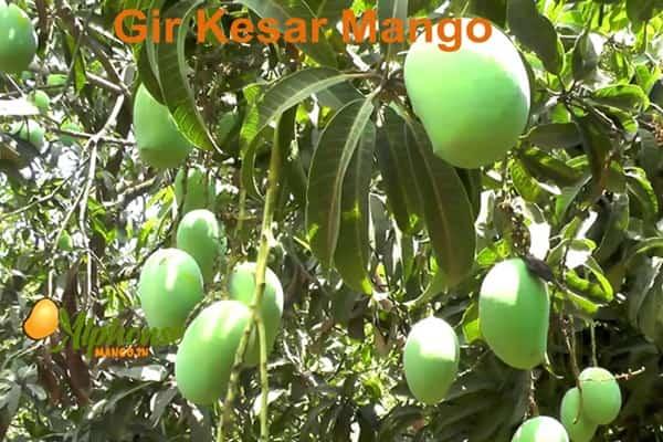 Gir Kesar Mango Online | Girnar Kesar Mango