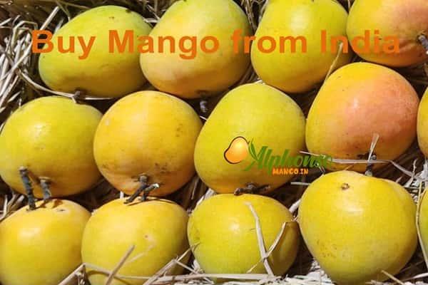 Buy Mango from India