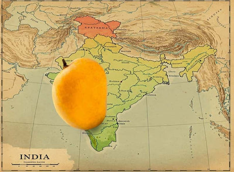 Buy Premium Alphonso Mango in India - AlphonsoMango.in