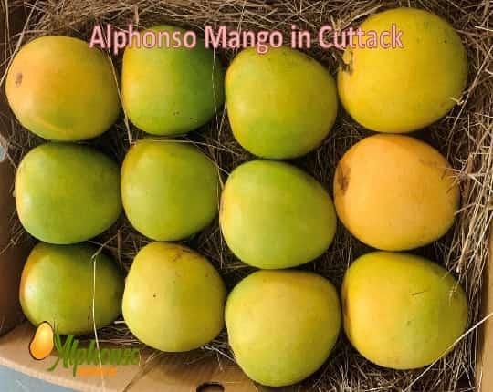 Buy Premium Alphonso Mango Online Cuttack - AlphonsoMango.in