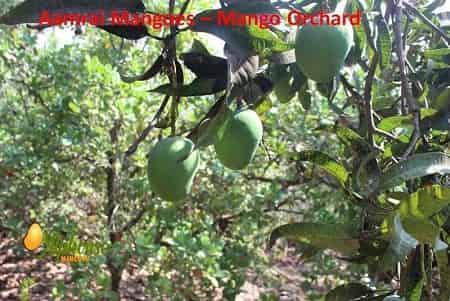 Buy Premium Mangoes from our Aamrai - AlphonsoMango.in
