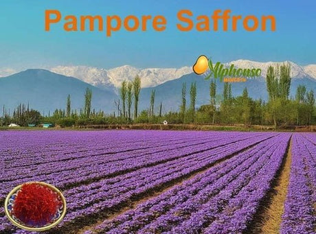 Buy the Finest Pampore Saffron Online - AlphonsoMango.in