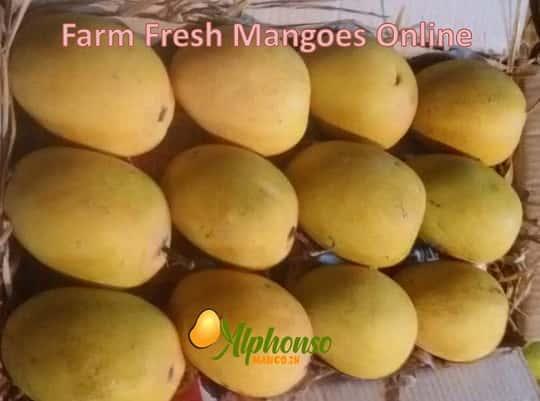 Buying Farm Fresh Mangoes Online - AlphonsoMango.in