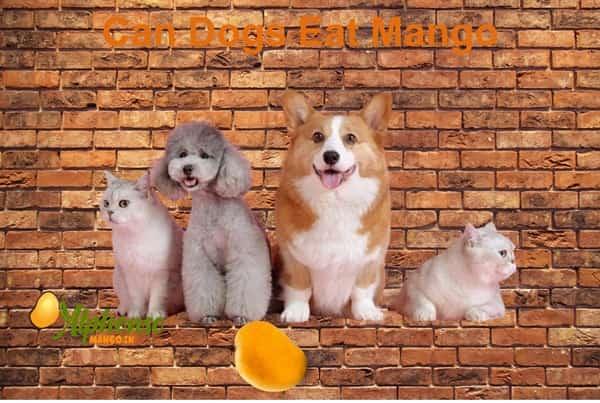 Can Dogs eat Mango