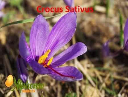 Crocus Sativus online - AlphonsoMango.in