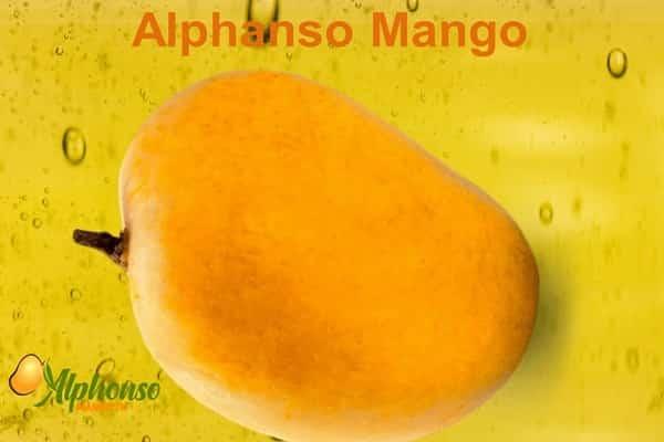 Alphanso mango from Ratnagiri and Devgad 