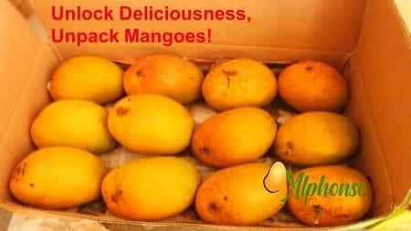 Delicious, Mangoes from your Aamwala - AlphonsoMango.in