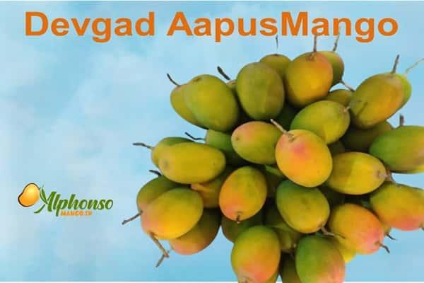 Devgad Aapus Mango