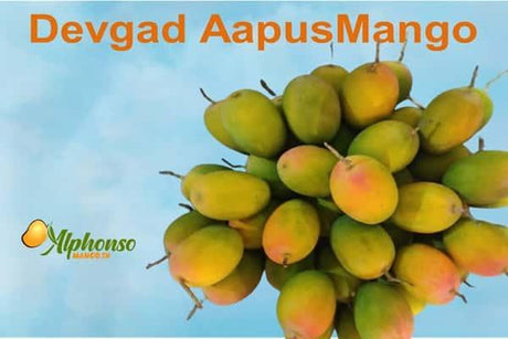 Devgad Aapus Mango