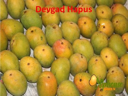 Devgad Hapus a Natural Gold - AlphonsoMango.in