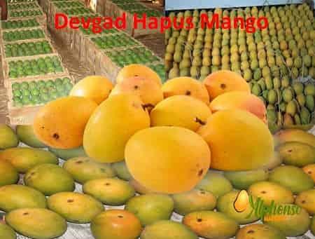 Devgad Hapus Mango - AlphonsoMango.in