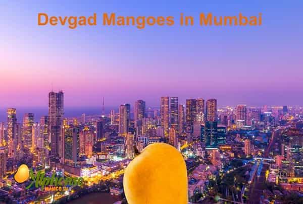 Devgad Mangoes in Mumbai