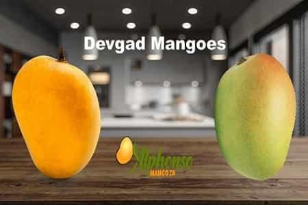 Devgad Mangoes Wonder of Konkan - AlphonsoMango.in