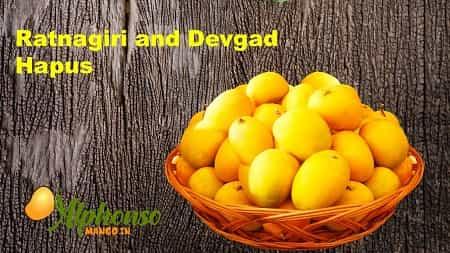 Ratnagiri and Devgad Hapus - AlphonsoMango.in