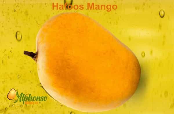 Hafoos Mango Online