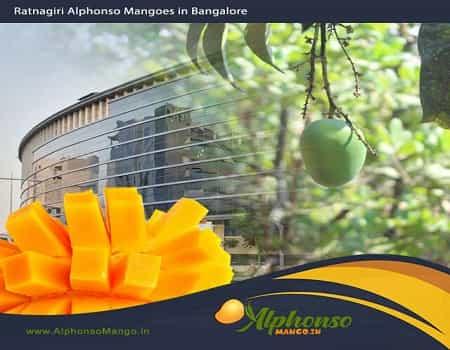Exotic Treat: Ratnagiri Alphonso Mango in Bangalore - AlphonsoMango.in