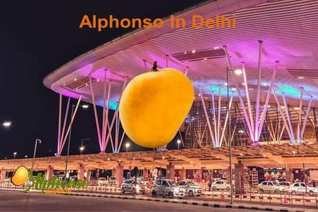 Fresh Alphonso In Delhi: Your Delicious Fix - AlphonsoMango.in