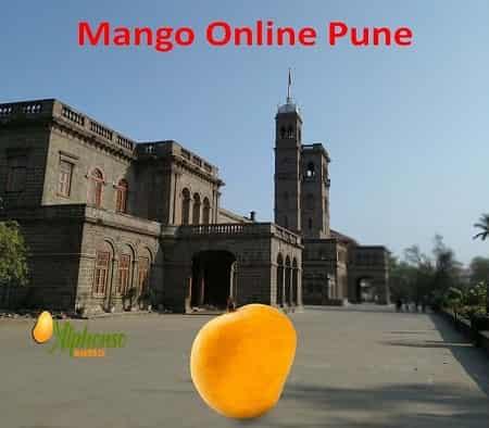 Fresh Hapus Mango Online Pune Delivery - AlphonsoMango.in