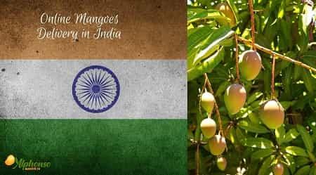 Fresh Online Mangoes Delivery in India - AlphonsoMango.in