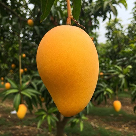 Alphonso mango in akola