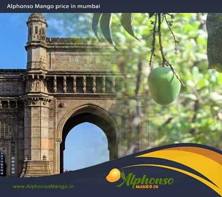 Hapus Mango price in Mumbai | Alphonso Mango Price in Mumbai - AlphonsoMango.in