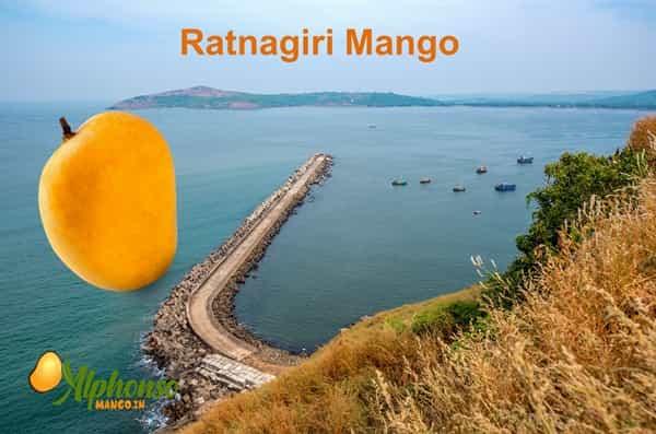 Ratnagiri Mango Online